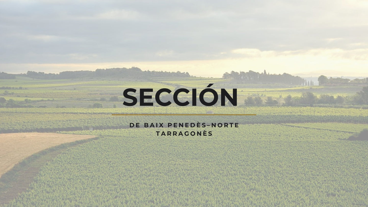 Waves Over Wine Country: Radio Persistence in Baix Penedès